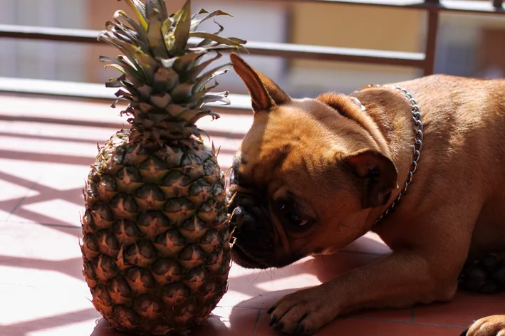 cachorro cheirando um abacaxi