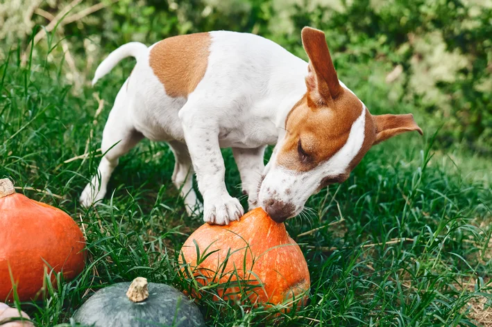 Cachorro da raça Jack Russell Terrier comendo uma abóbora