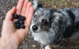 mulher oferecendo amora para cachorro