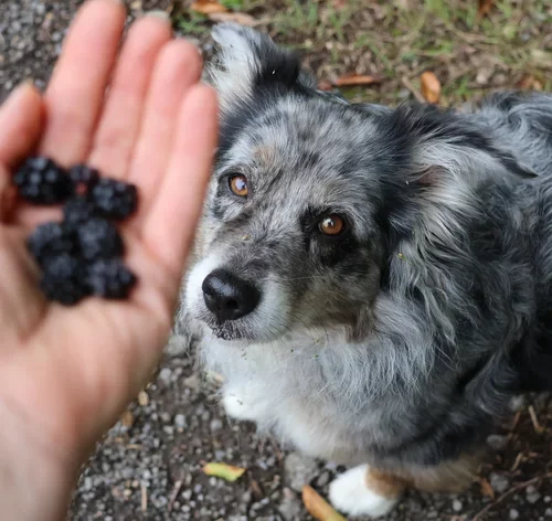 mulher oferecendo amora para cachorro
