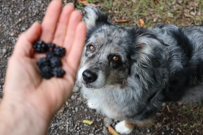 mulher oferecendo amora para cachorro