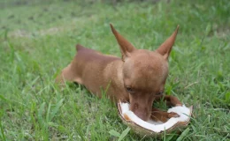 cachorro comendo pedaço de coco