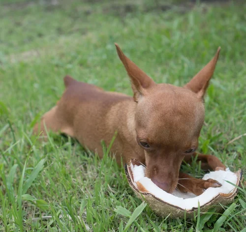 cachorro comendo pedaço de coco