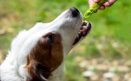 cachorro comendo ervilha