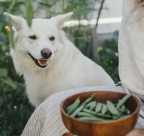 Cachorro branco olhando para uma bacia cheia de ervilhas.