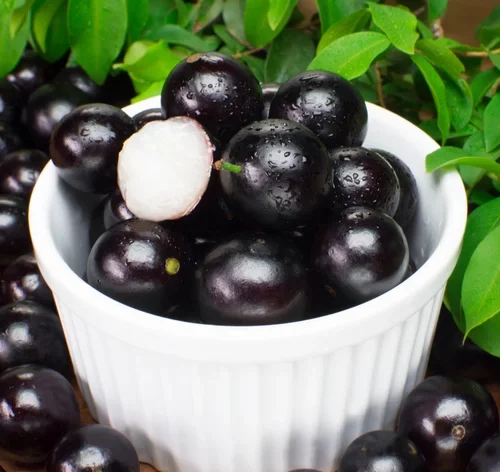 cachorro pode comer jabuticaba