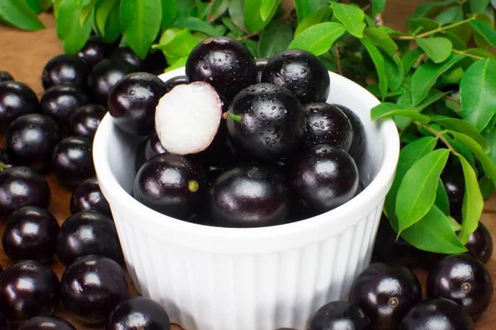 cachorro pode comer jabuticaba