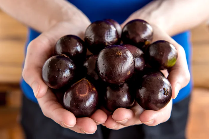 cachorro pode comer jabuticaba como petisco