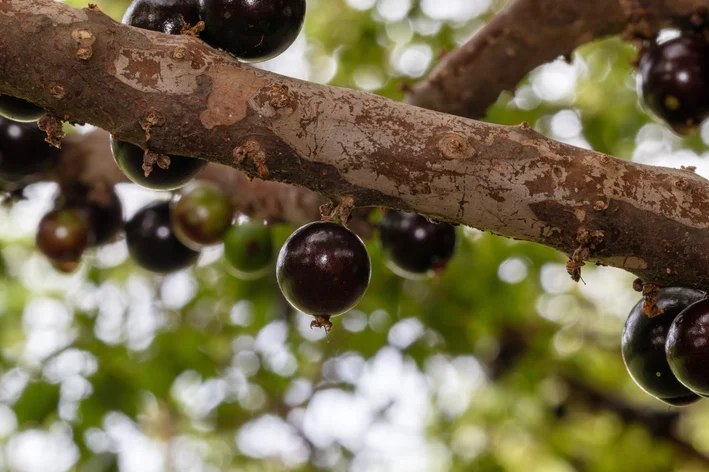 Pé de jabuticaba