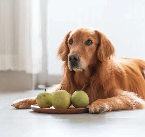 cachorro com uma fruteia cheira de pera