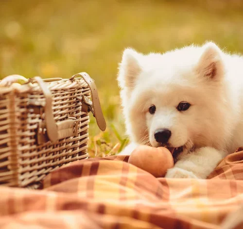 cachorro comendo pêssego