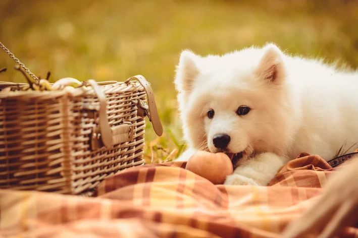 cachorro comendo pêssego