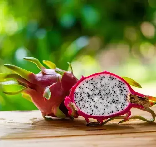 cachorro pode comer pitaya capa