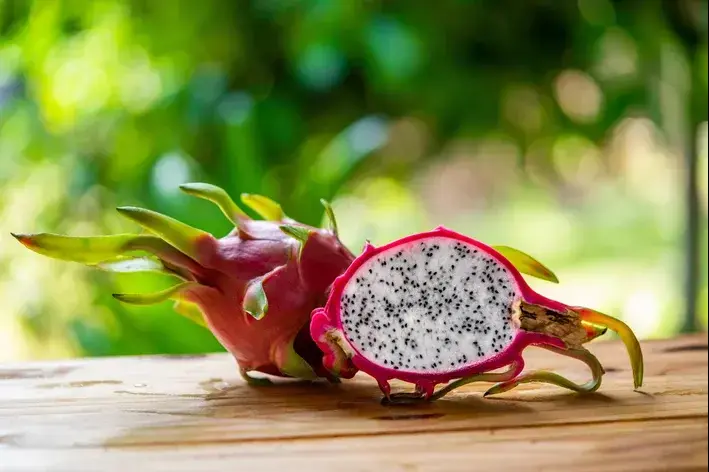 cachorro pode comer pitaya capa