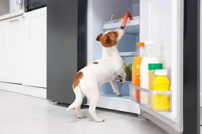 cachorro comendo salsicha