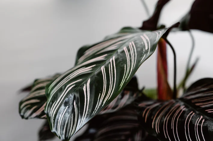 vaso com Calathea ornata