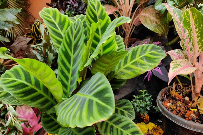 Calathea zebrina