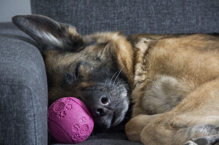 Calmante natural para cachorro dormir 