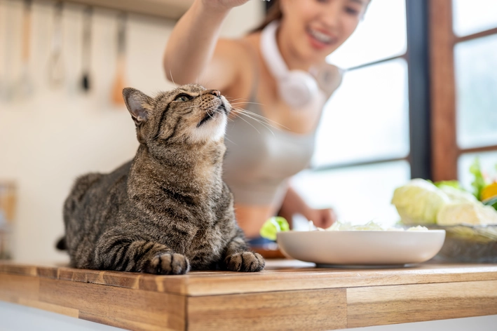 tutora dando petisco para gato