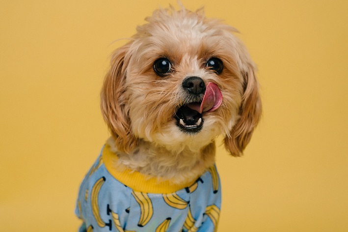 com quantos meses o cachorro pode comer ração