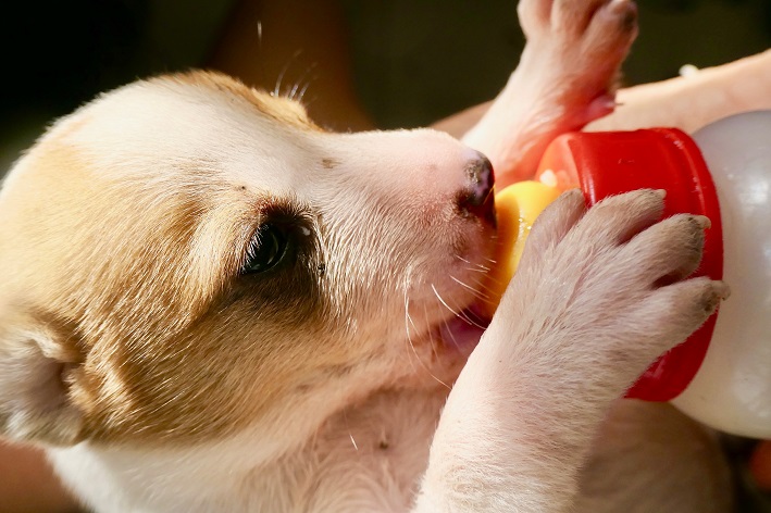 com quantos meses o cachorro pode comer ração