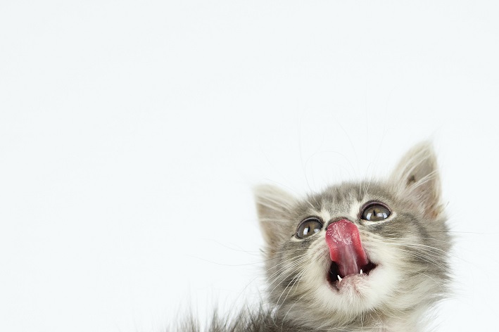 com quantos meses o gato pode comer ração