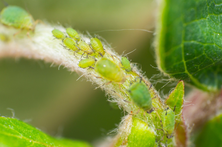 Como acabar com pulgões nas plantas