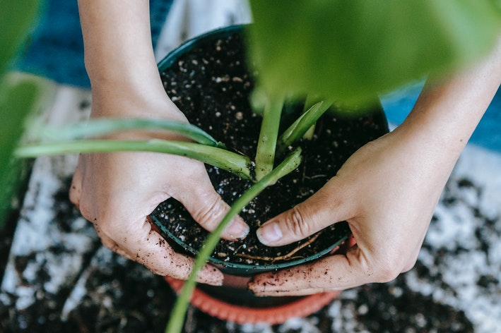 como adubar plantas folhagens