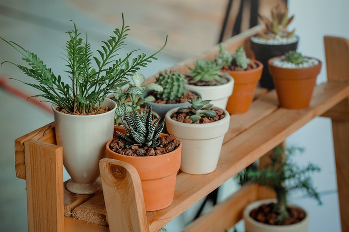 como adubar plantas