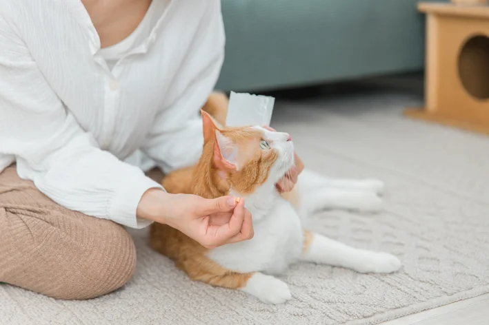 mulher dando comprimido para gato pelo método tradicional