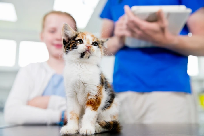 Diagnóstico da FeLV em gatos