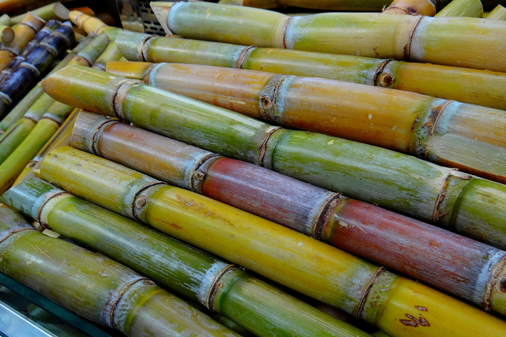 Como plantar cana de açúcar