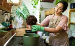 mulher plantando espada-de-sao-jorge no vaso