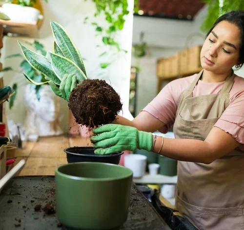 mulher plantando espada-de-sao-jorge no vaso