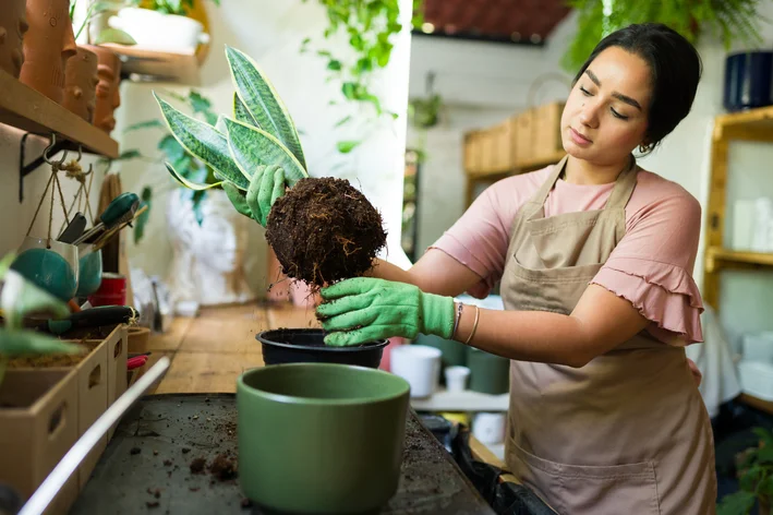 mulher plantando espada-de-sao-jorge no vaso