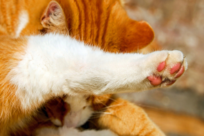 como saber se a pata do gato esta quebrada