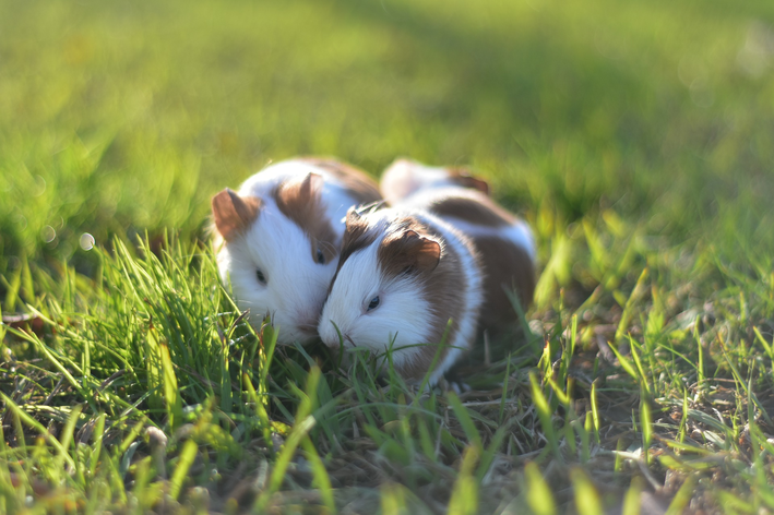 Como saber se o hamster é macho ou fêmea