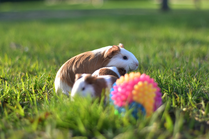 como saber se o hamster é macho ou femea