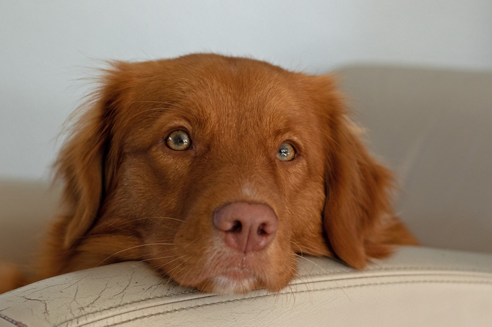 Cravo em cachorro: entenda sobre o problema!