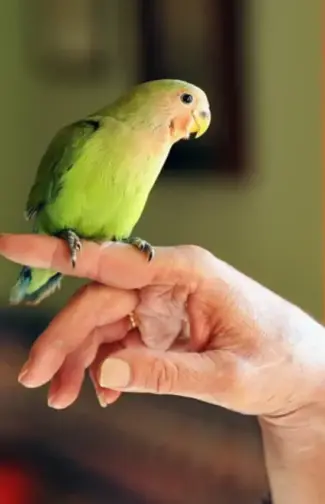 Tipos de Periquito: conheça mais sobre essas pequenas aves