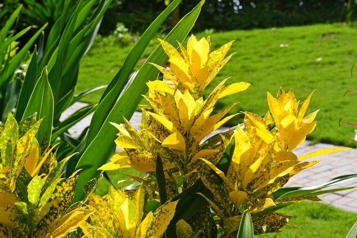 croton amarelo no jardim