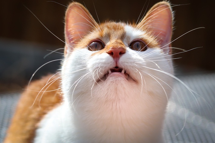 dentes de gato