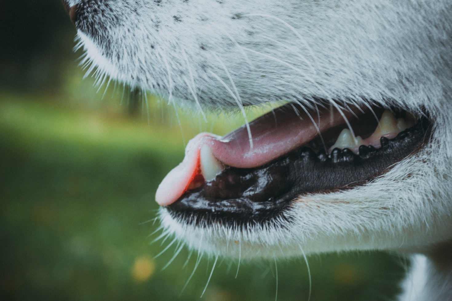 dentição canina