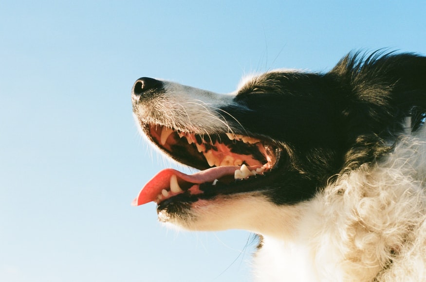 dentiçaão canina