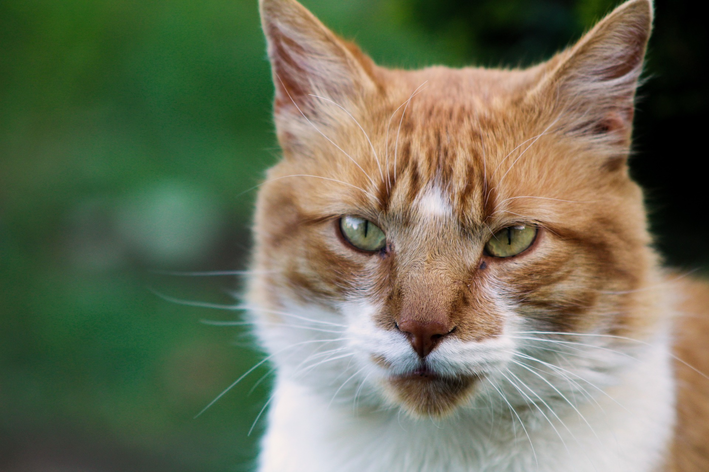 doença da arranhadura do gato