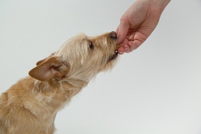 cachorro pode comer abacaxi