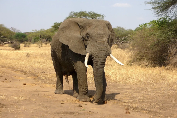 animais da africa