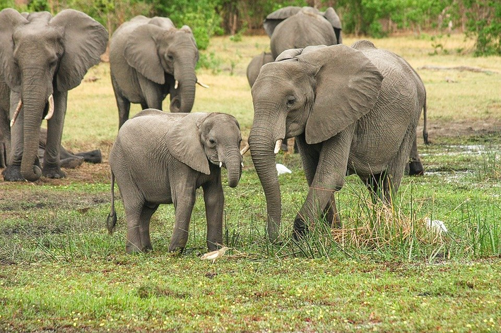 quanto pesa um elefante