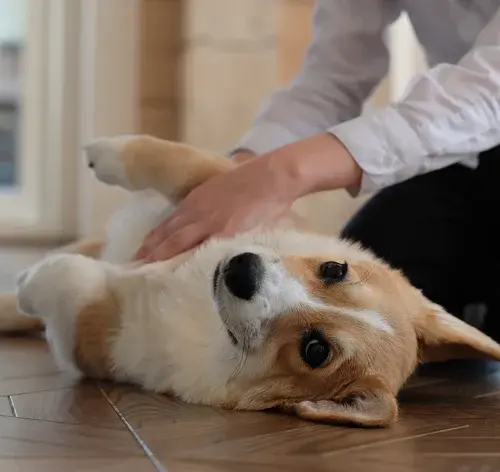 cachorro com esplenomegalia