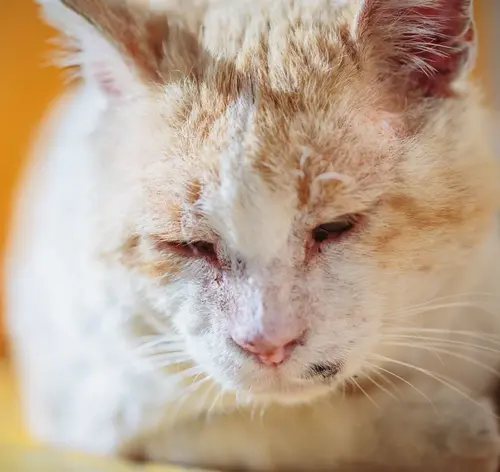 Gato com FeLV